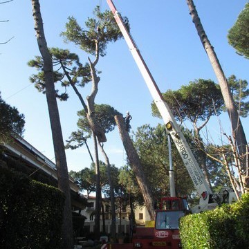 Abbattimento alberi