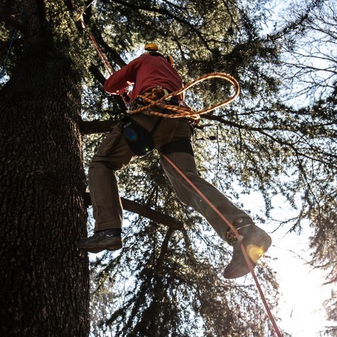 tree climbing