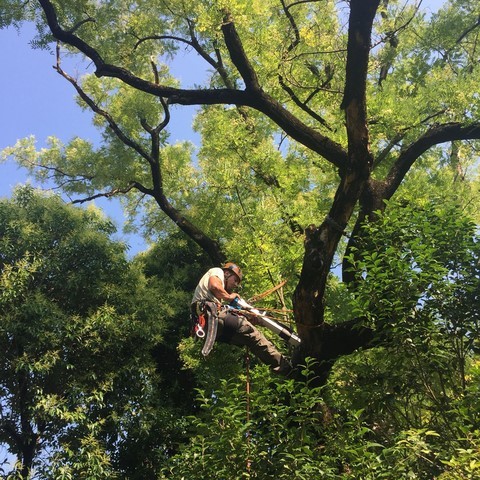 Resistograph tree climbing