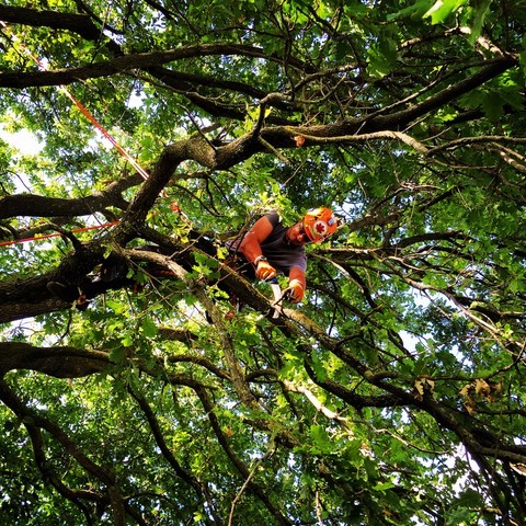 Potatura alberi tree climbing
