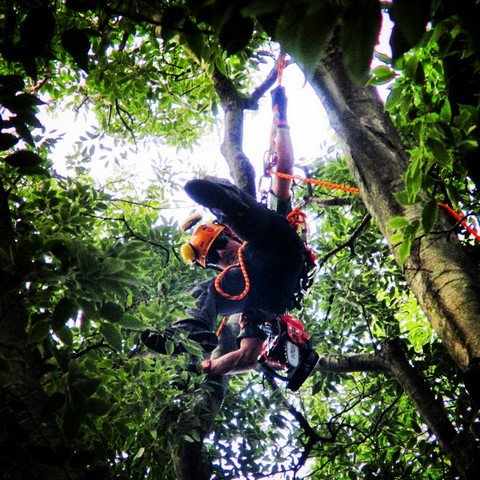 Tree Climbing